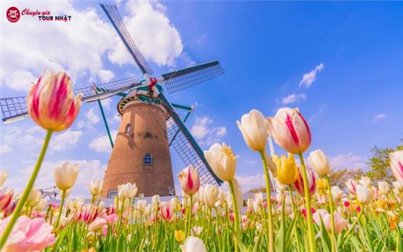 Tour Nhật Bản Lễ Hội Hoa Anh Đào - Hoa Tulip 2026